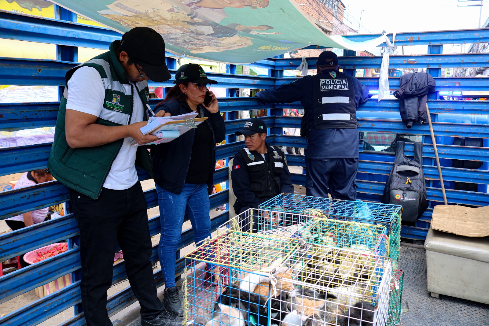cachorros